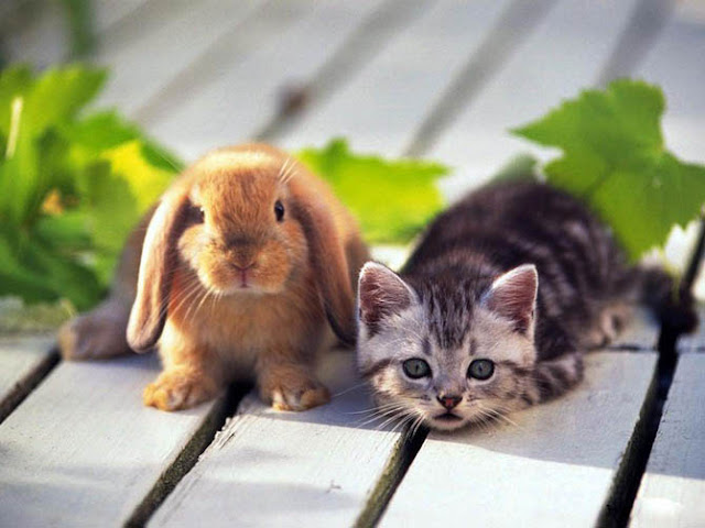 20 Cute bunny pictures (part 2) | Amazing Creatures