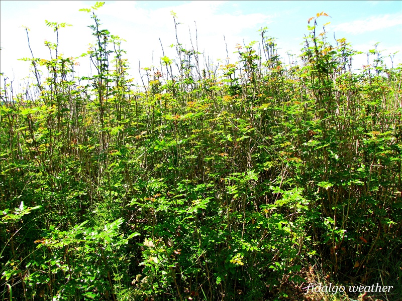 Oregon Grape Medicinal Herb Info