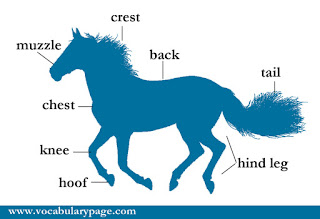 Parts of a horse Parts of a horse