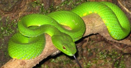 8 Arti Mimpi Melihat Ular Di Atas Pohon Lepank