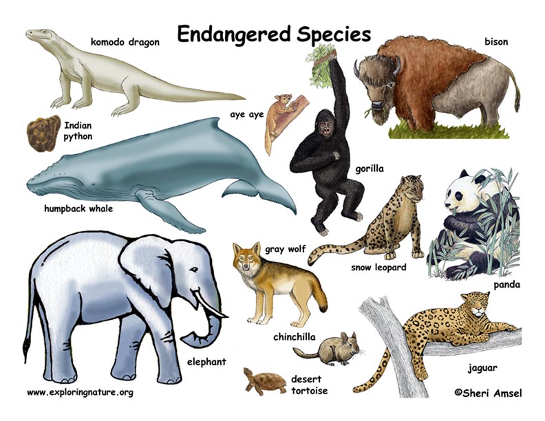 Endangered Species - Glopinion 