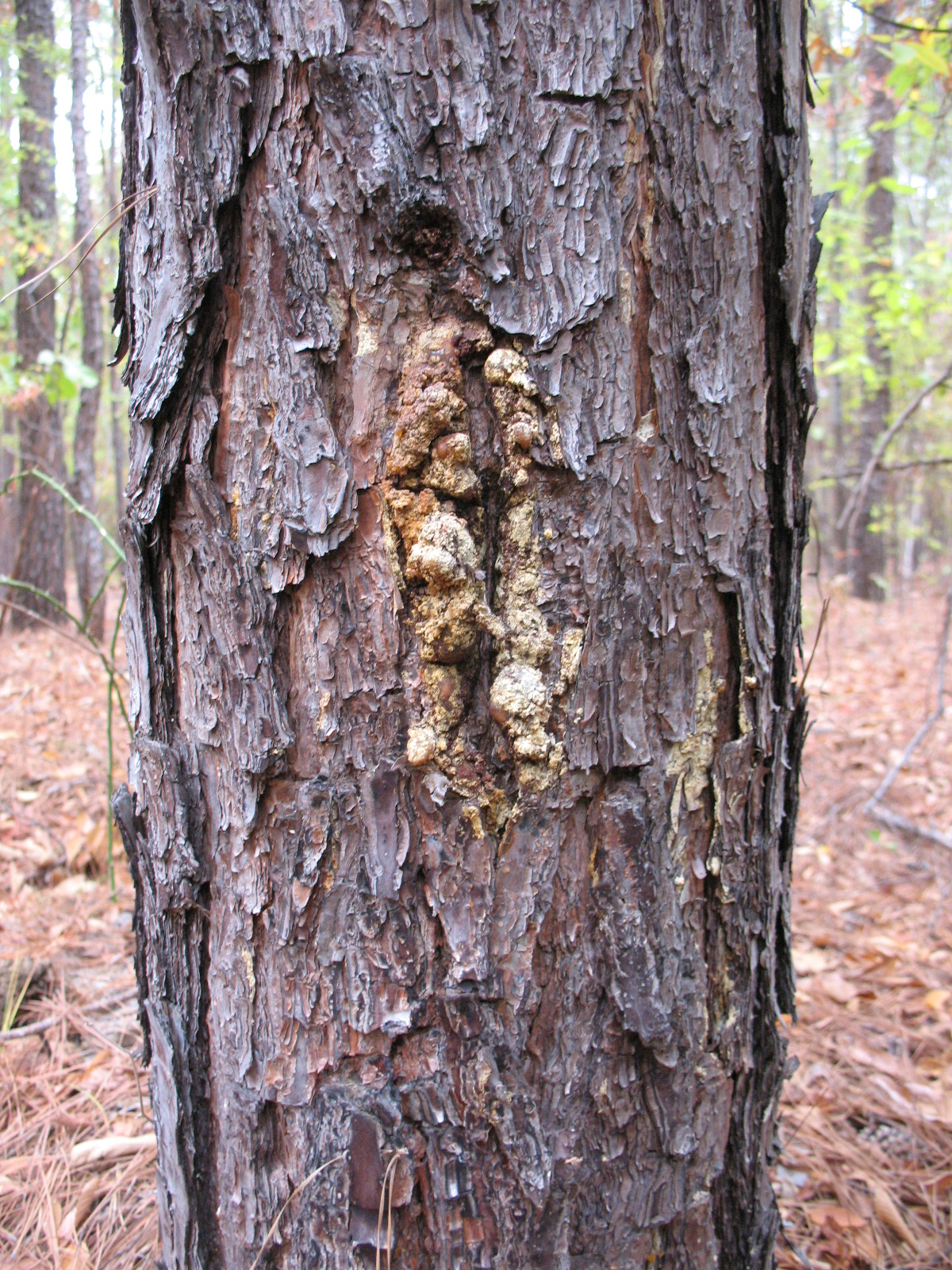 Sensible Survival How to Make Pine Pitch Glue