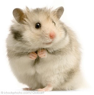 Free porn site hamster Free porn site hamster