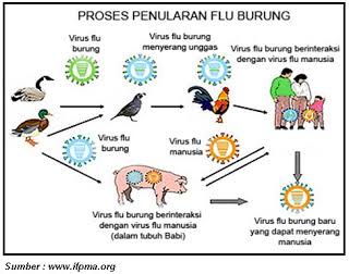 Penyakit Flu Burung http://www.udan.name Penyakit Flu Burung http://www.udan.name