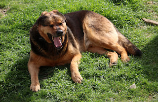 Rambo enjoying the sun Rambo enjoying the sun