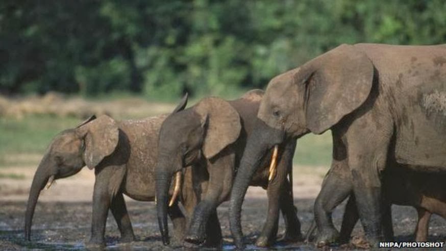 New data shows continued decline of African forest elephants - The ...
