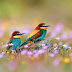 Colorful Bird Pictures FREE 