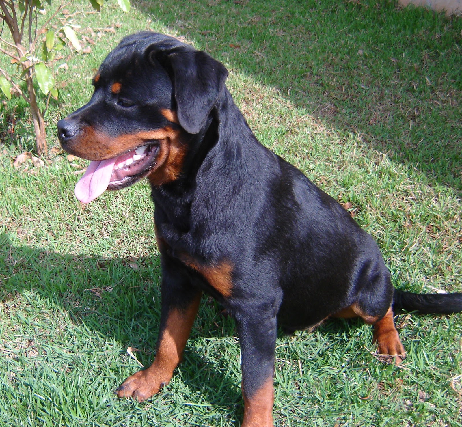 MM - Canil e Aves Exoticas: ROTTWEILER - ASTOR ELITO BLACK CHAMPION - 6 ...
