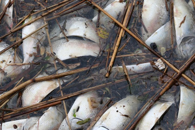Hundreds of thousands of dead fish wash up in Jersey Shore river reason unknown  -3fff38dc00820368