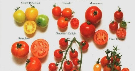 Tomato Varieties