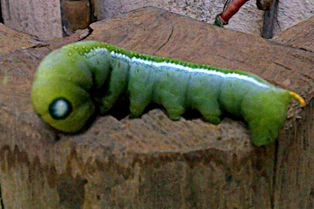 long fat green caterpillar with huge eyes