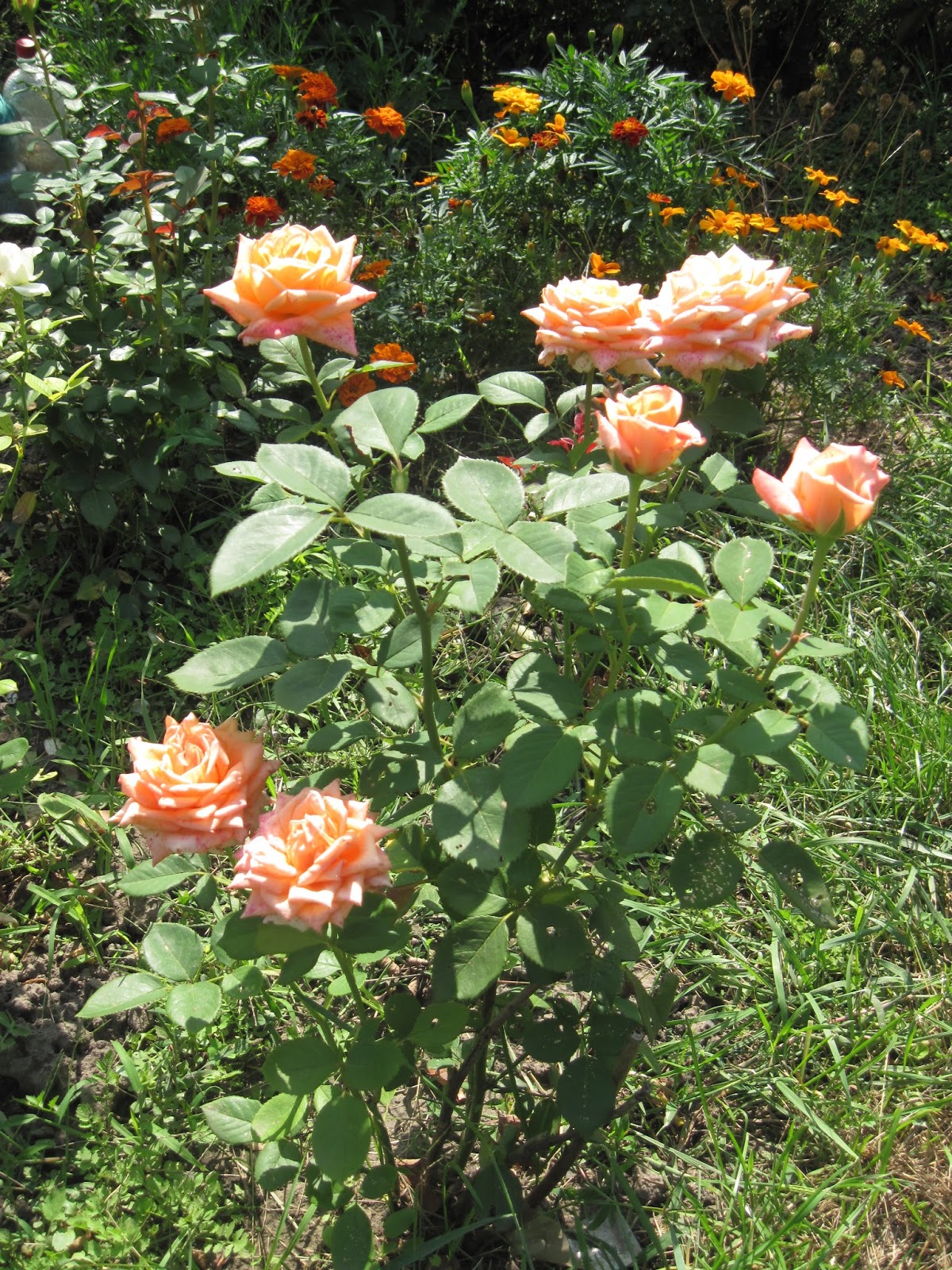 Марийкино детство