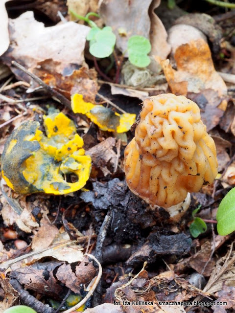 kielonki-blyszczace-i-smardzowka-czeska kielonka blyszczaca, smardzowki czeskie, verpa bohemica, caloscyphe fulgens,grzyby chronione, atlas grzybow, grzyby gatunkami, gatunek, jaki to grzyb, las bemowski, wiosna, mykologia, grzybobranie