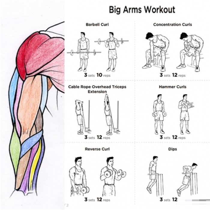 The Best Arms Workout Routine For Beginners Build Muscle Gym