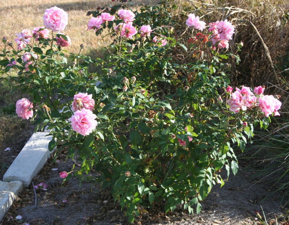 My Garden Path Bowing Before The Beauty Of Belinda S Dream