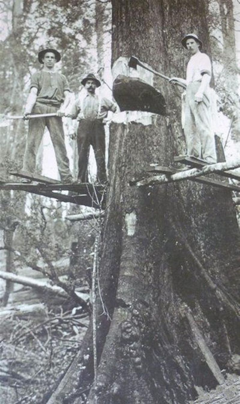 20 Vintage Photos of Lumberjacks Who Felled Big Trees Using Only Hand