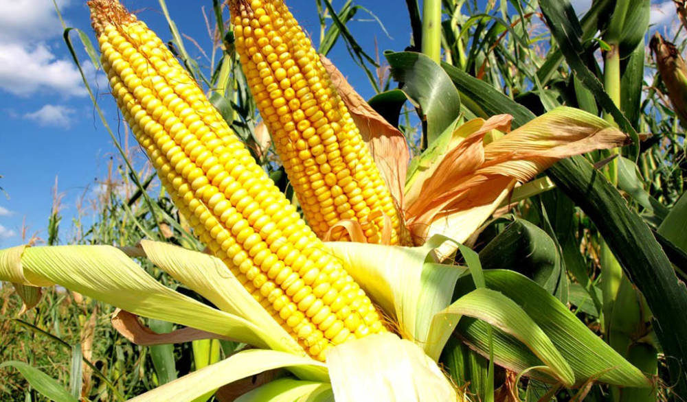 Aspectos del cultivo del maíz y frijol