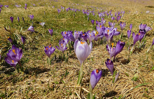 Szafran spiski (Crocus scepusiensis).