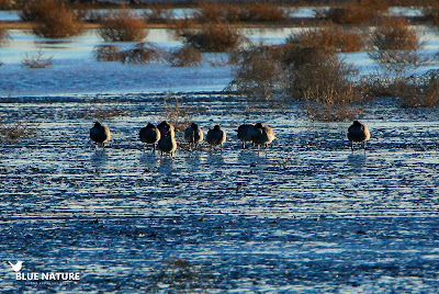 Bando de ánsares comunes (Anser anser) en la Salina Grande Bando de ánsares comunes (Anser anser) en la Salina Grande