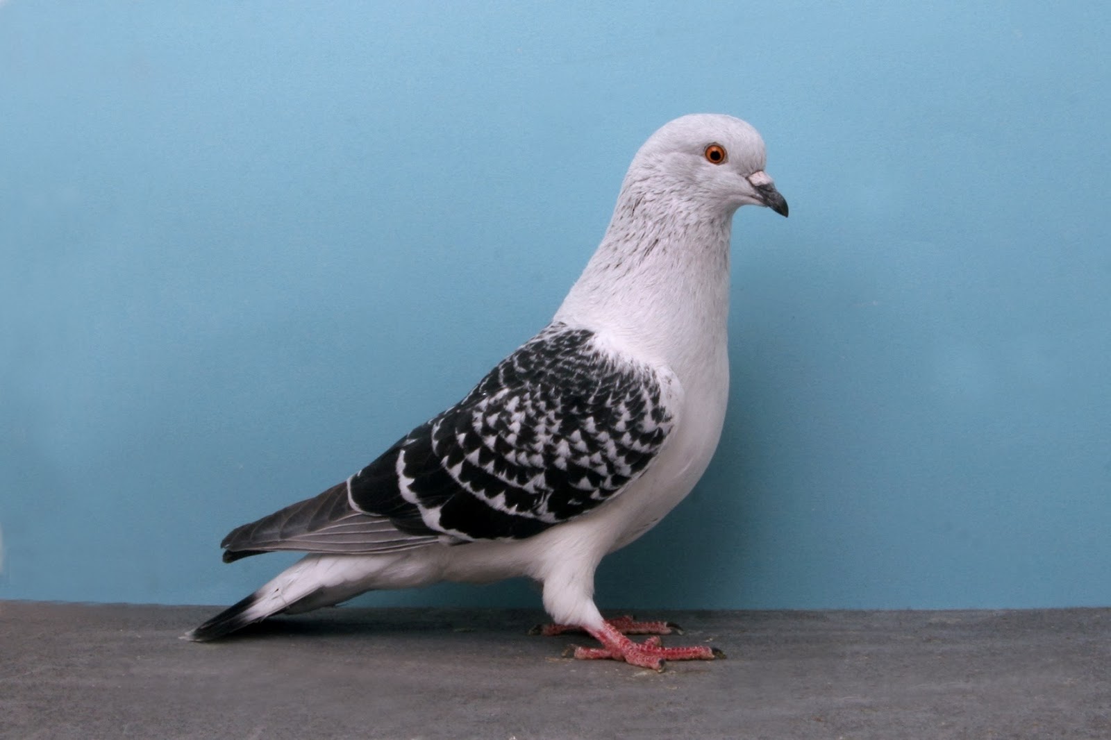 Pigeon Pigeon