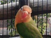 Settingan Untuk Menstabilkan Birahi Lovebird Saat Lomba Settingan Untuk Menstabilkan Birahi Lovebird Saat Lomba