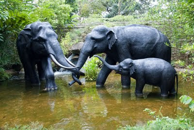 Familia de elefantes tomando agua en el pozo - Paquidermos