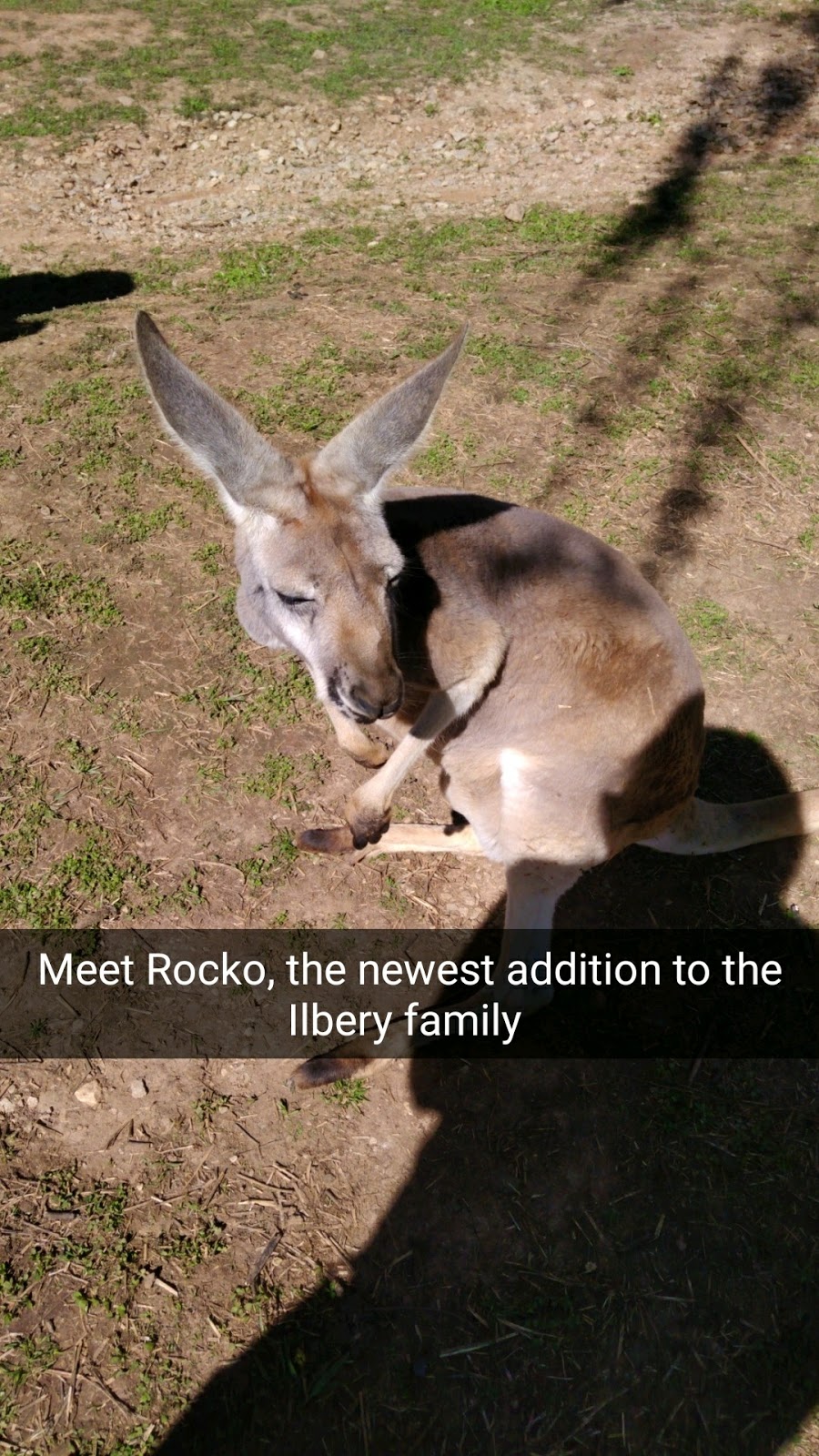 Kim & Micah Kentucky Kangaroos, Caves, and Wedding Anniversaries