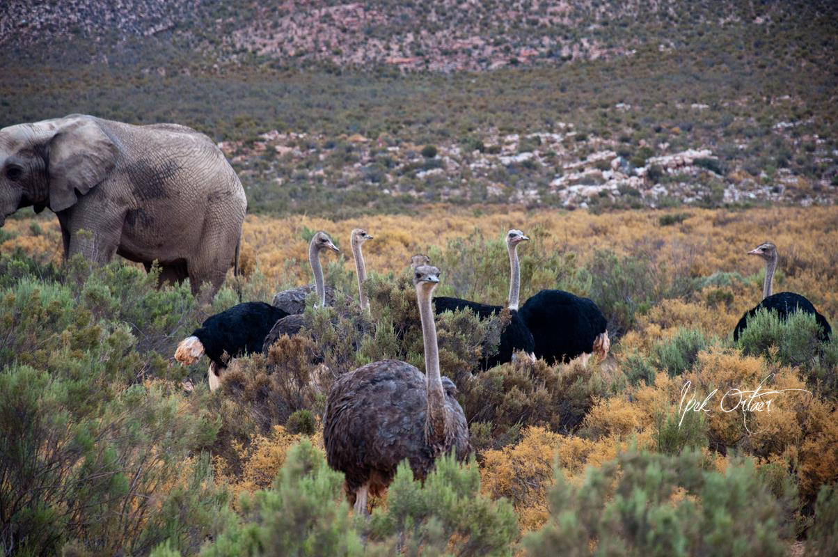 Cape Town’da Safariye Gitmek Ipek�s Photoblog