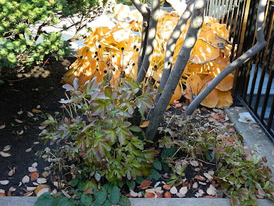 Toronto Garden District Courtyard Fall Cleanup Before by Paul Jung Gardening Services--a Toronto Organic Gardener Toronto Garden District Courtyard Fall Cleanup Before by Paul Jung Gardening Services--a Toronto Organic Gardener