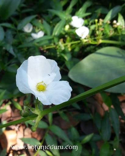 Echinodorus palifolius, Mexican Sword Plant, Lance-Shaped Sagittaria flowers