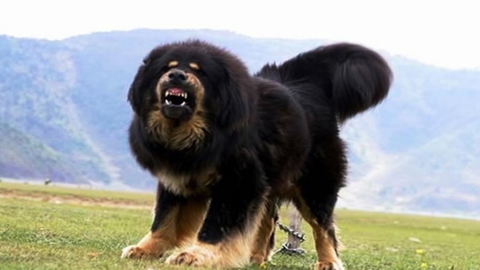 Ingatkan Bela Anjing Rupa Rupanya Beruang Hitam