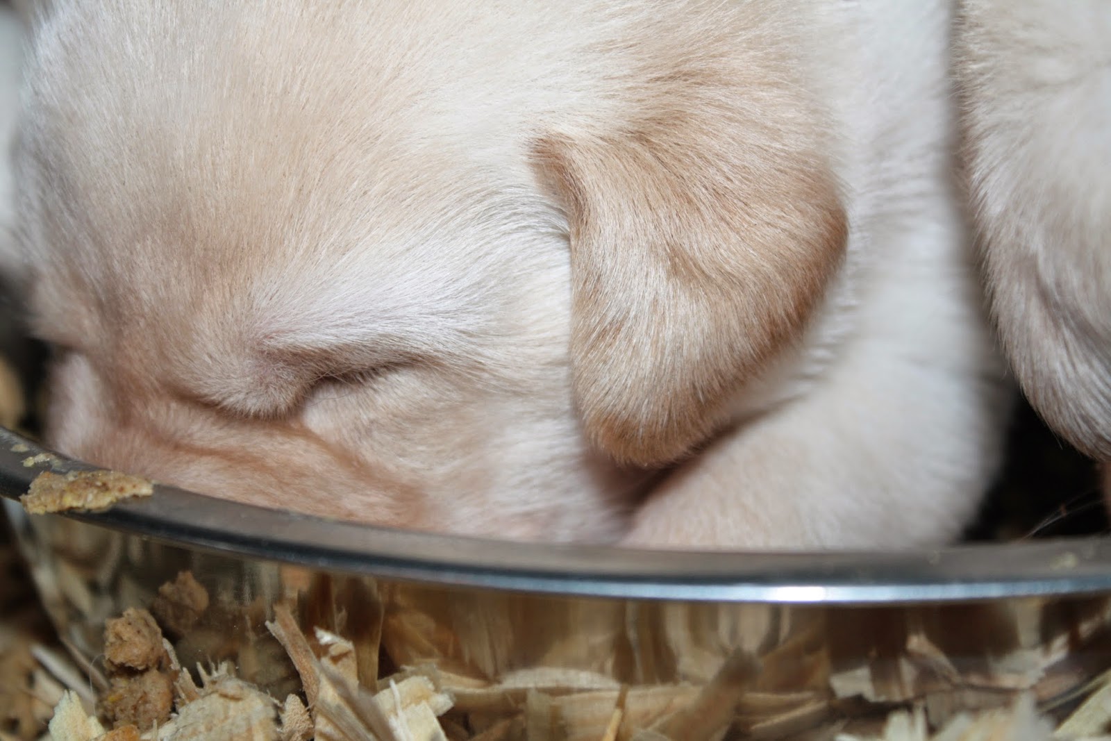 Top of the Hill Labs 3 Weeks Old Puppy Food, Yum!