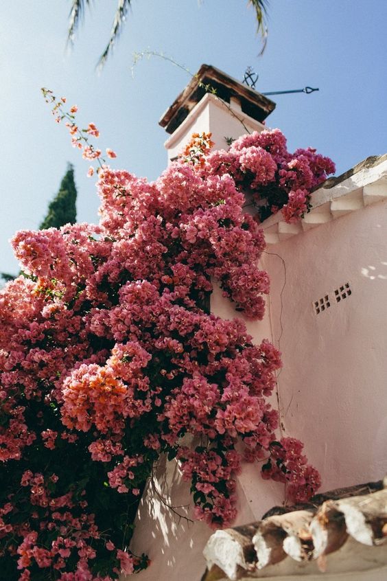 via Pinterest #whisperbysara #lookdodia #ootd #primavera #dress #fashion #style #lifestule #estilodevida #bemestar #flores #fotografia #flowers #photography