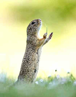 Prairie dog conductor Prairie dog conductor