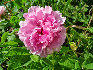 Empress Josephine (C) by Joachim F. Wenk