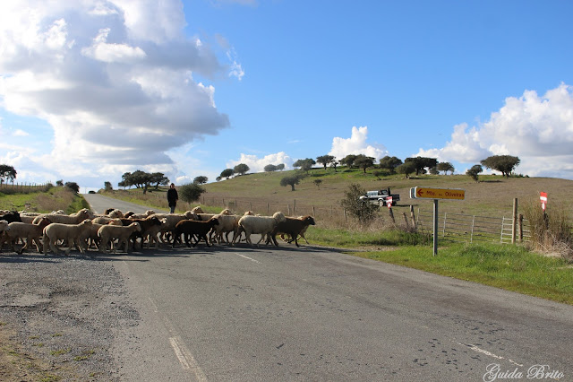 Ovelhas atravessam a estrada