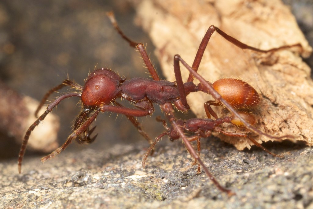 Today's News How Army Ants Use Their Own Bodies To Build Efficient Bridges