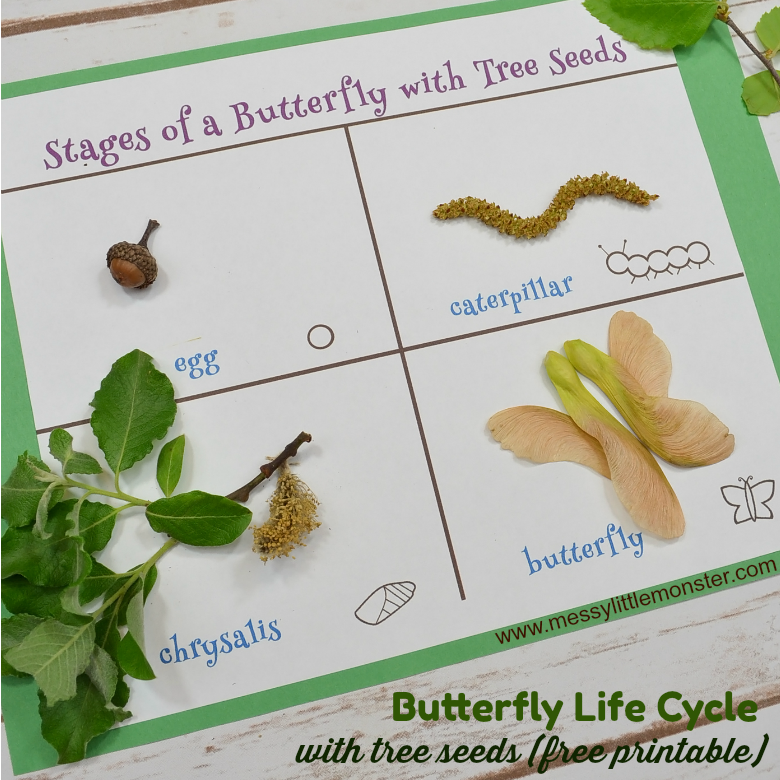 Stages of a Butterfly Life Cycle Seed Activity for kids. Free life cycle of a  butterfly printable included. Help toddlers and preschoolers learn about tree seeds and the butterfly life cycle with a fun seed scavenger hunt.