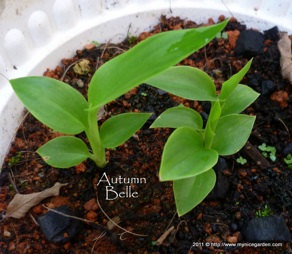 My Nice Garden Torch Ginger Flower Seeds Germination