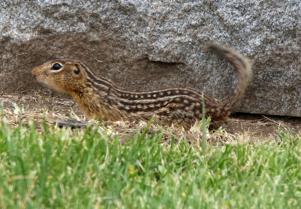 Ohio Birds and Biodiversity Thirteenlined Ground Squirrels in cemetery