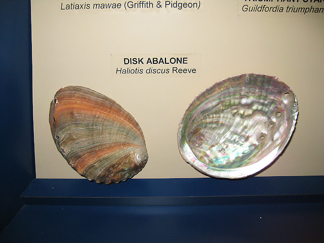 Shells from Japan, abalone