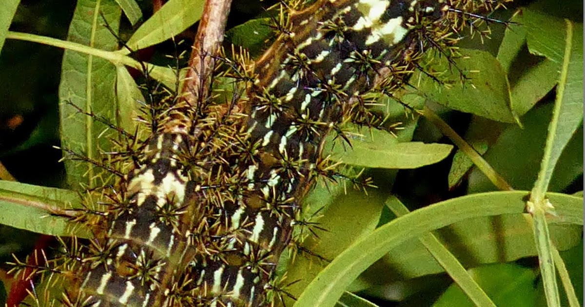 Silkmoths and more Lonomia cf achelous