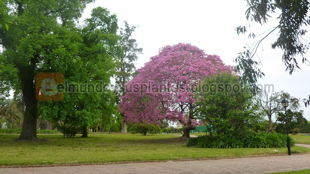 Árbol de Lapacho Flores Rosadas 