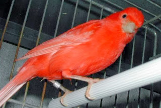 burung kenari cacingan kenari cacingan
