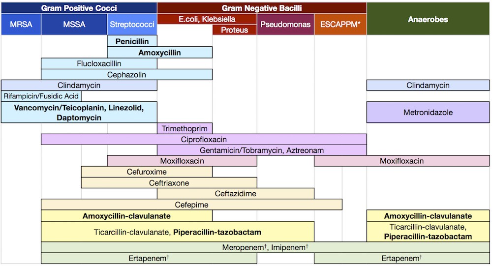 Bacterias Actuaciencia Un antibiótico para gobernarlos a todos
