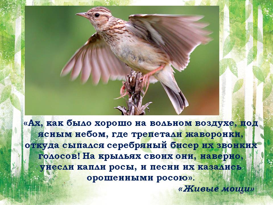 певчий жаворонок. , перепел, коростель, кулик-чибис. жаворонок. трепетали жаворонки. пшеничное поле и птицы.