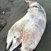 Two-Headed Dolphin Found On Turkish Beach