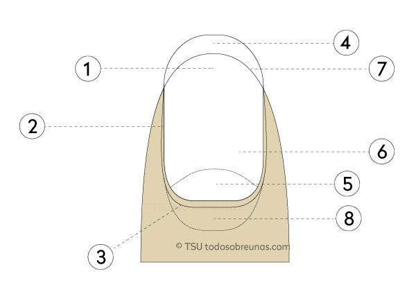 LAS UÑAS DE CARO: PARTES DE LA UÑA