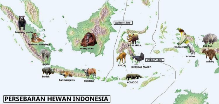 Membagi berdasarkan berbeda dua maupun … yang alfred dalam fauna indonesia khusus russel ciri wilayah wallace Letak Kepulauan