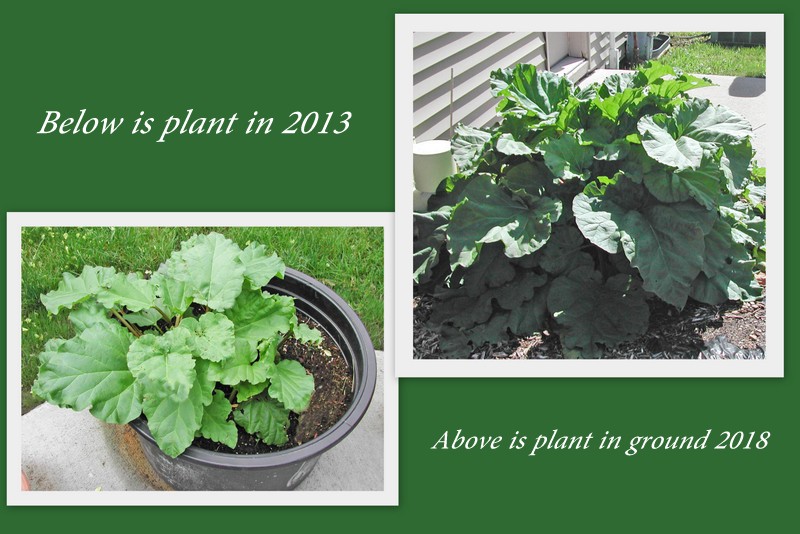 The Iowa Housewife Sunday in Iowa...Rhubarb Plant